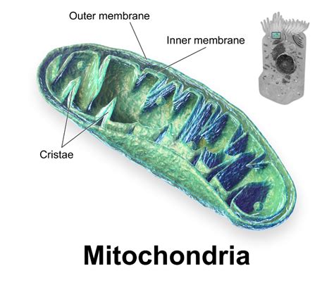 Mitochondria: Structure, Functions and Diagram – StudiousGuy