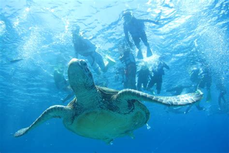 座間味島 ウミガメ の遊び・体験【アソビュー！】