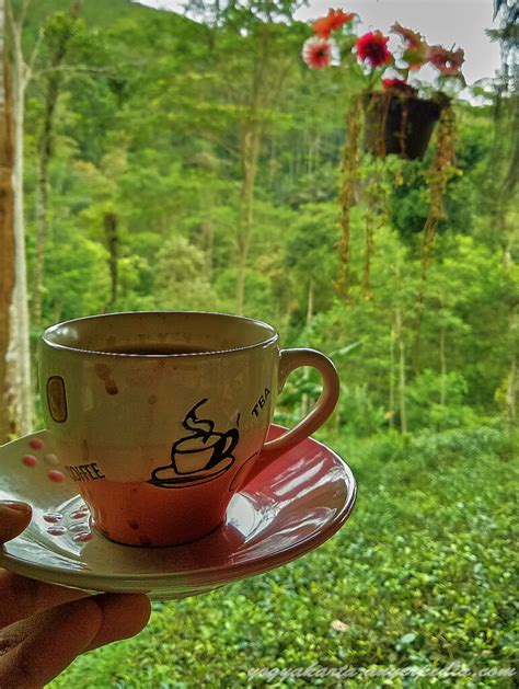 Kebun Teh Nglinggo Jogja Panorama Indah Dari Bukit Menoreh Kulonprogo