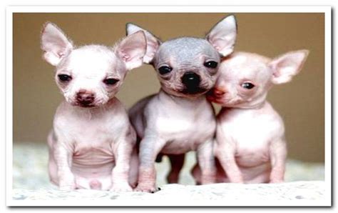 Hairless Chihuahua The Only Chihuahua Without Hair Dogsis