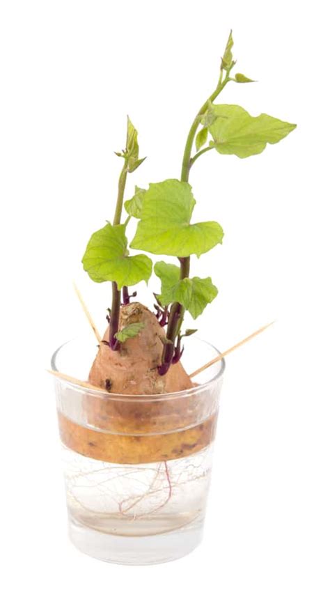 HOW TO GROW SWEET POTATOES IN WATER Houseplant Sweet Potato