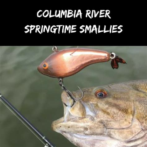 Columbia River Springtime Smallmouth Tactics Game Over Angling