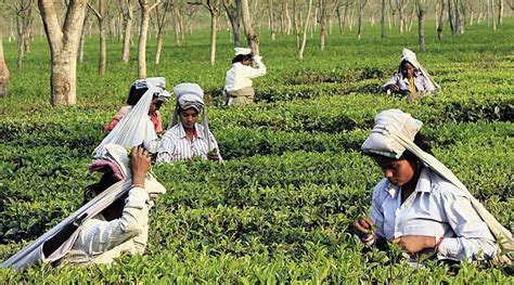 Assam Tea Subsidy Held Up For Years North Bengal Planters Telegraph India