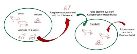 Lebensweise und Ökologie des Wolfs - Wolf in Sachsen - sachsen.de