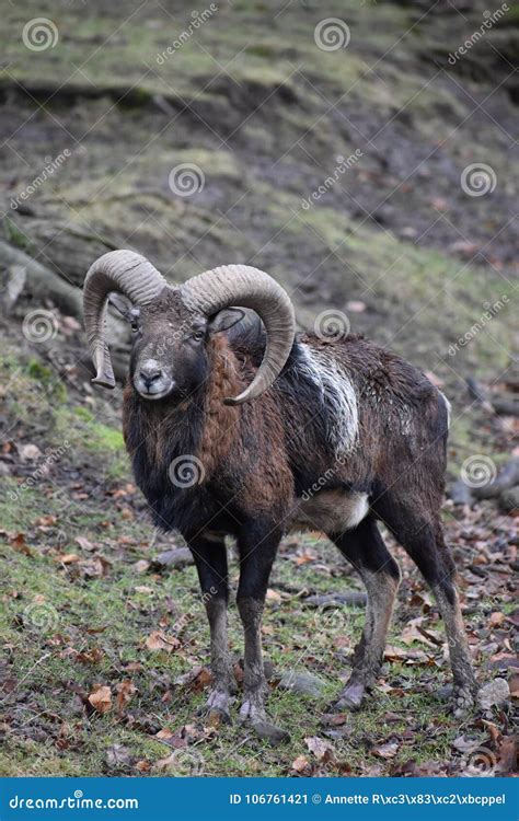 Closeup Of A Brown Ram In A Forest In Germany Stock Image Image Of