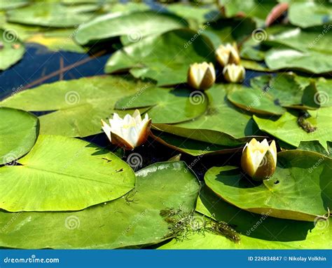 Una Flor Abierta De Un Lirio Acu Tico Lago Paradis Aco Lirios De Agua