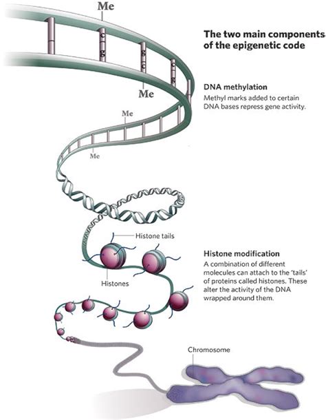 Epigenetics Elucidate Education