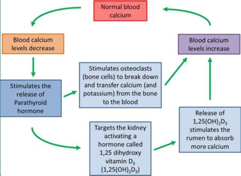 2 FA Metabolic HypoCa Flashcards Quizlet