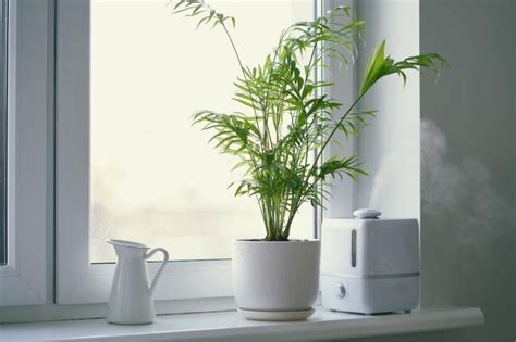 The Best Humidifiers For Houseplants Get The Right One For Your Green