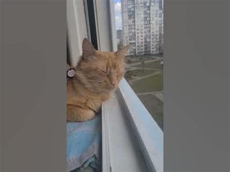 Летучий кот Леон - YouTube