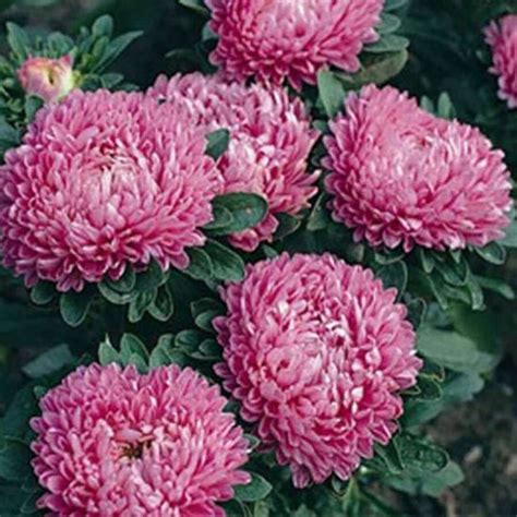 Outsidepride Seeds Annual Callistephus Scarlet Dwarf Milady Aster