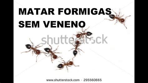 Como Matar Formigas