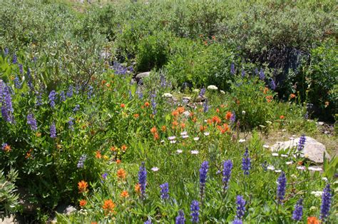 Carson Pass Wildflower Hike Charlie Russell Nature Photography