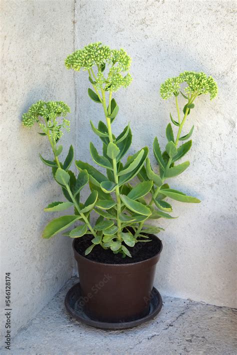 Sedum plant (sedum spectabile ) in flower pot. Autumn joy sedum Stock ...