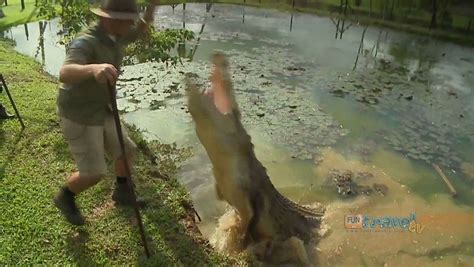 A Saltwater Crocodile Jumping From Shallow Water To Get Food Britannica