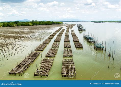 Oyster farm stock photo. Image of culture, cuisine, dinner - 42562714