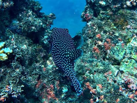 Uvita Snorkeling Tour in Caño Island Biological Reserve GetYourGuide