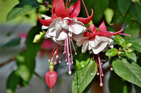 Fuchsia Care | Plant Addicts