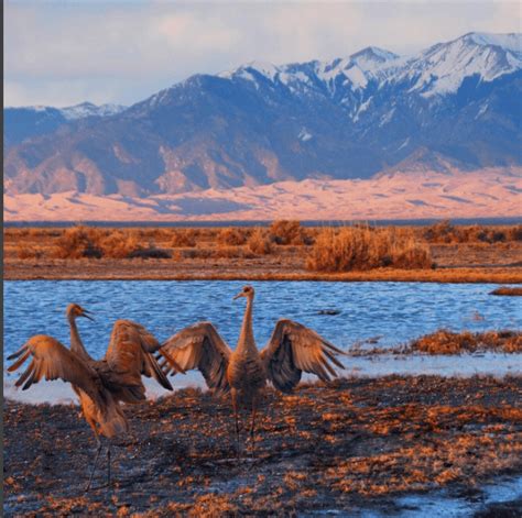 San Luis Valley wetlands are critical to wildlife – Coyote Gulch