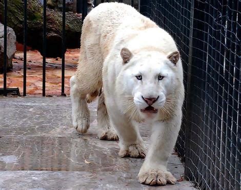 Albino Domestic and Wild Cats - Love Meow