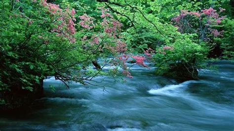 古詩詞欣賞《浣溪沙 游蘄水清泉寺》 每日頭條