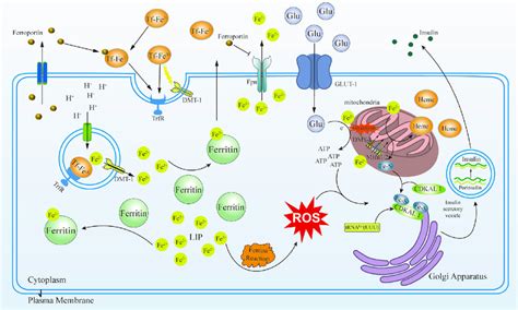 Iron metabolism in pancreatic β cells Iron metabolism in regulating