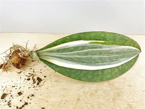 Sansevieria Masoniana Variegated Odd Spot Plants