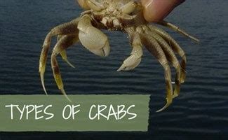 Crab Lover's Guide to Types of Crabs - Earth's Friends