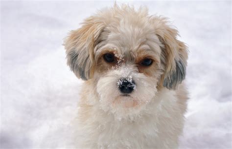 Cavachon Dog | Breed Profile ️ Price, 8 Care Tips, Food