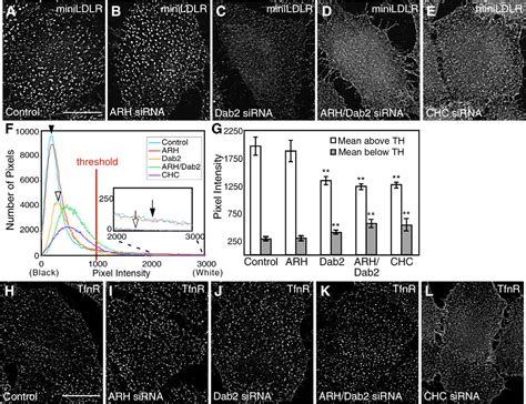 Figure From The Adaptor Protein Dab Sorts Ldl Receptors Into Coated