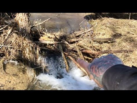 Beaver Dam Removal Nuisance Beavers Flooding Land Youtube