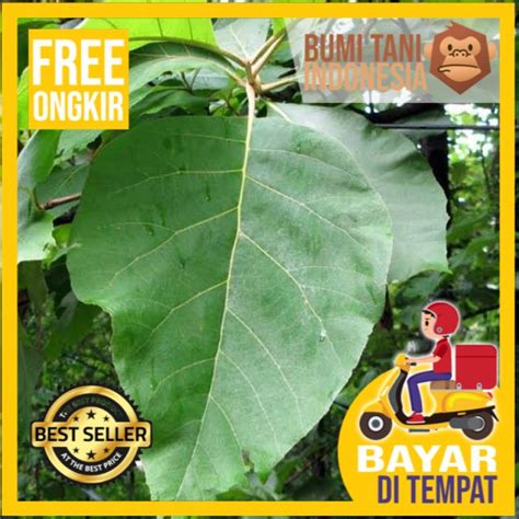 Jual Daun Jati Segar Untuk Bungkus Makanan Dan Ecoprint Pucuk Daun Jati