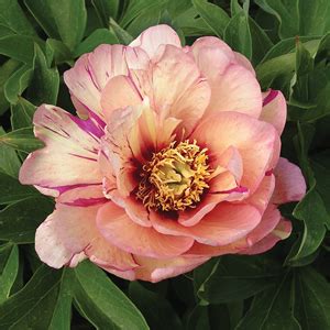 Paeonia Itoh Callie S Memory Phoenix Perennials