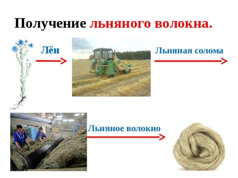 Презентация по трудовому обучению по теме "Лён. Льняное волокно ...