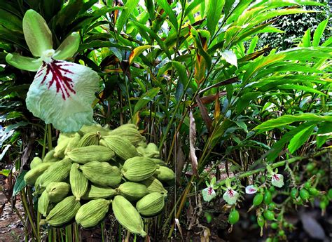 Intelliblog: ALL ABOUT CARDAMOM