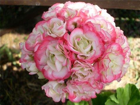 Пеларгония happy appleblossom rosebud, в чем особенности, как выращивать
