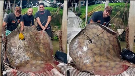 Pesca Deportiva Matar Para La Foto Era Verde