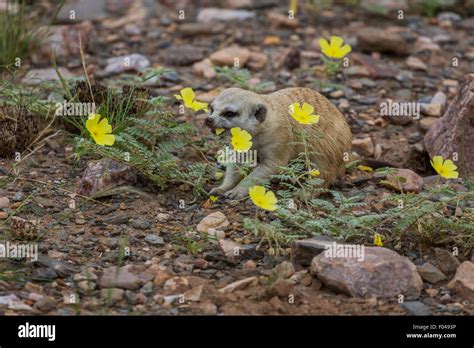 Meerkats eating hi-res stock photography and images - Alamy