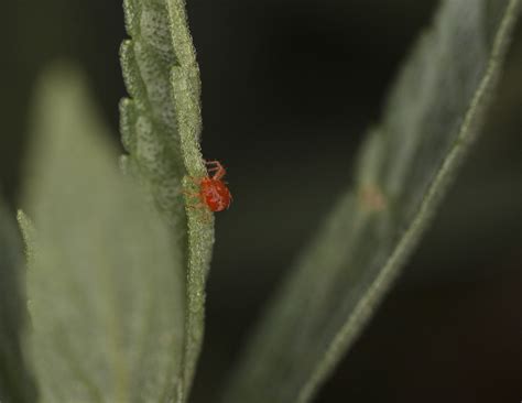 How to Get Rid of Red Spider Mites Organically - 8 Easy Steps