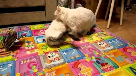 "Пошлый" саксофон для кошек - YouTube