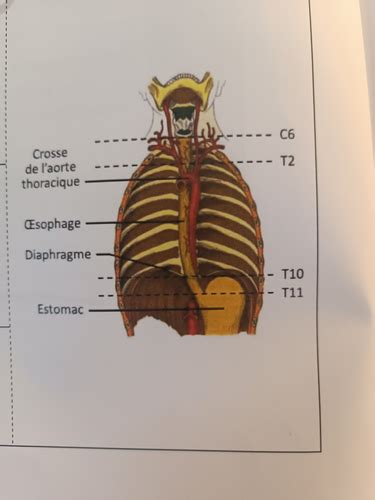 Appareil Digestif Cartes Quizlet