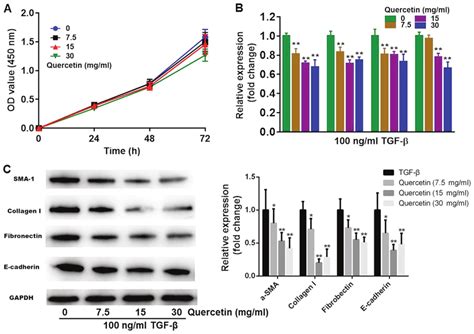 Quercetin alleviates TGF β induced fibrosis in HK 2 cells A HK 2