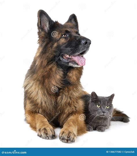 Are German Shepherds Bad With Cats
