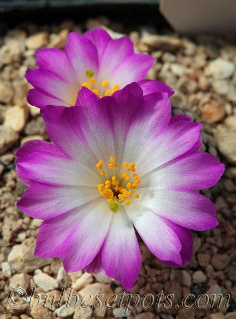 Mammillaria Luethyi Exotic Flowers Cactus Flower Cacti And Succulents