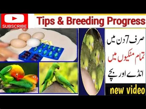 All Birds Breeding Formula For Lovebirds Budgies Cocktail Breeding