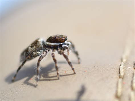 Ara A Ar Cnido Jumping Spider Foto Gratis En Pixabay Pixabay