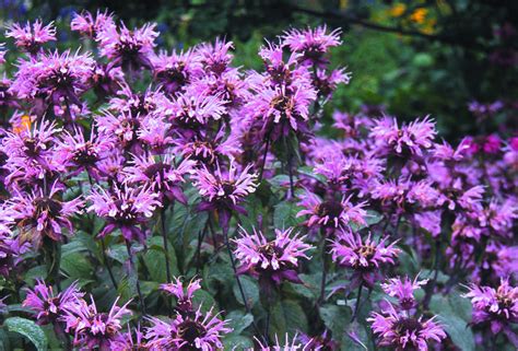 Temynta Monarda Beauty Of Cobham Bogr Nt