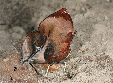 Butterflies Of Amazonia Siderone Galanthis Scarlet Leafwing