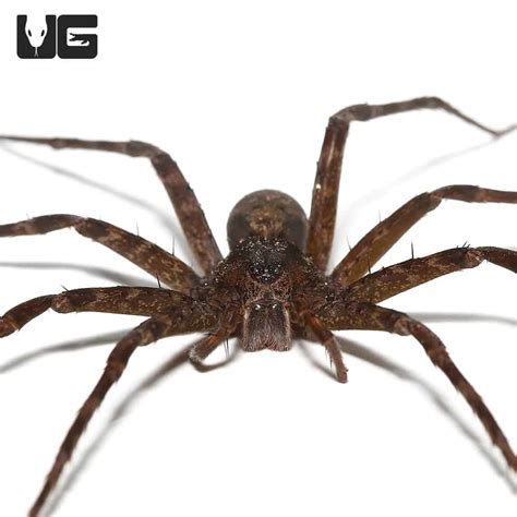 Baby Six Spotted Fishing Spiders for sale - Underground Reptiles