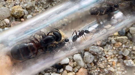 Camponotus Ligniperda 2 YouTube